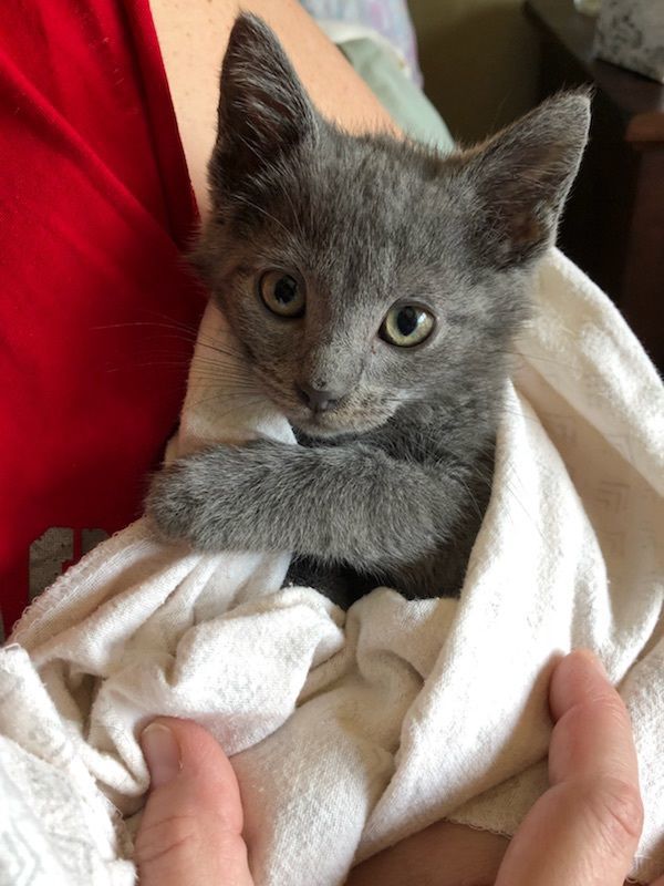 Kona